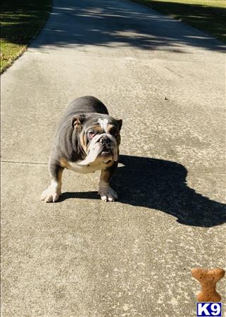 English Bulldog dog